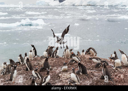Braune Skua Angriff auf Gentoo-Pinguin-Kolonie in Neko Harbour, antarktische Halbinsel, Andvord Bay, an der Westküste von Graham-Land Stockfoto