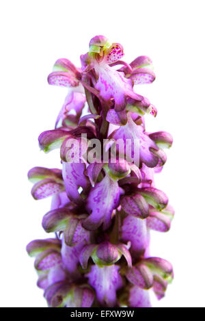 Wilden Riesen Orchidee (Barlia Robertiana aka Himantoglossum Robertianum) blüht Stockfoto