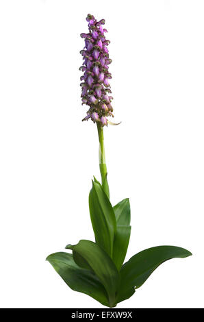 Wilde Riesen Orchidee (Barlia Robertiana aka Himantoglossum Robertianum) Pflanze Stockfoto