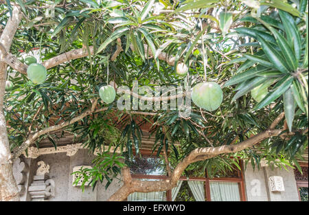 Mango-Bäume und Früchte (Mangifera Indica) in Bali, Indonesien Stockfoto