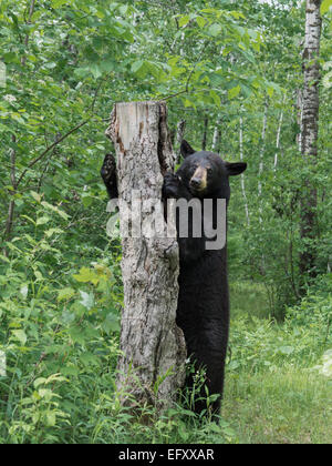 Schwarzer Bär riecht etwas interessantes 2, in der Nähe von Sandstein, Minnesota, USA Stockfoto