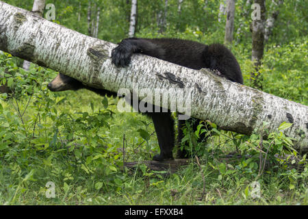 Baumkuschler Schwarzbär 1, in der Nähe von Sandstein, Minnesota, USA Stockfoto