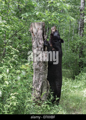 Schwarzer Bär riecht etwas interessantes 1, in der Nähe von Sandstein, Minnesota, USA Stockfoto