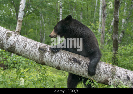 Baumkuschler Schwarzbär 3, in der Nähe von Sandstein, Minnesota, USA Stockfoto