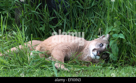 Cougar ruht in der Wiese, in der Nähe von Sandstein, Minnesota, USA Stockfoto