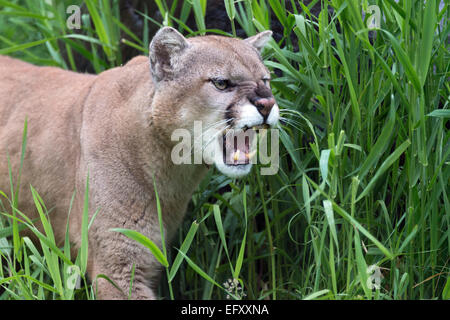 Knurrend Cougar in den Rasen, in der Nähe von Sandstein, Minnesota, USA Stockfoto