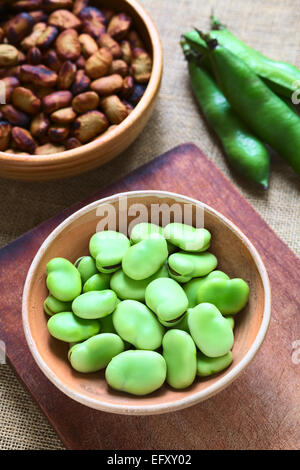 Rohe Bohnen (lat. Vicia Faba) in Schüssel mit Hülsen und gerösteten Bohnen in den Rücken, mit Tageslicht fotografiert Stockfoto