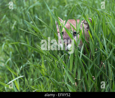 Cougar, versteckt in den Rasen ein Auge heraus, in der Nähe von Sandstein, Minnesota, USA Stockfoto