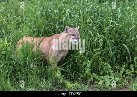 Cougar Nibbeln auf Rasen, in der Nähe von Sandstein, Minnesota, USA Stockfoto