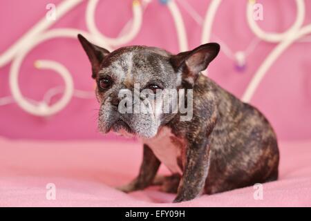 Eine nette, alte französische Bulldogge sitzt auf einem rosa Bett. Stockfoto