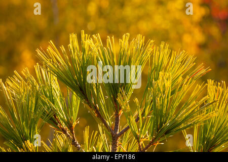 Eine Nahaufnahme eines Baumes östliche weiße Kiefer (Pinus Strobus) mit einem gelblichen Bokeh-Hintergrund.  Killarney PP, Ontario, Kanada. Stockfoto