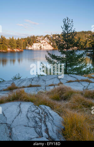 Gräser wachsen aus dem flachen Boden oben auf dem weißen Quarzit-Felsen. Killarney Provincial Park, Ontario, Kanada. Stockfoto