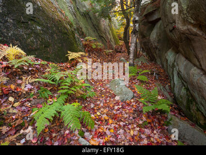 Pteridium Aquilinum (Eastern Bracken) Linien eine Spur im Herbst in Killarney Provincial Park, Ontario, Kanada. Stockfoto