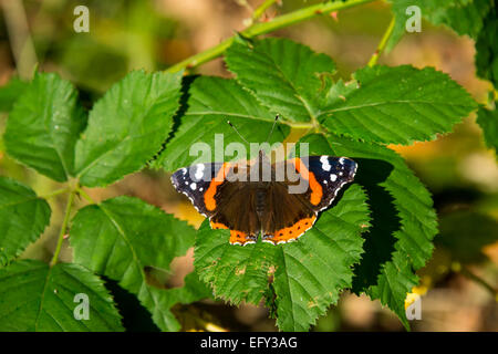 Red Admiral Schmetterling in der Sonne auf Bramble verlässt Stockfoto