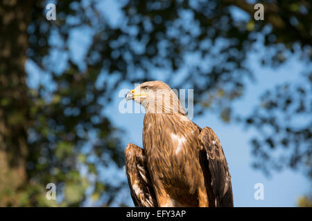 Schwarzmilan Milvus migrans Stockfoto