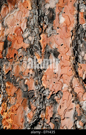 Ponderosa Pine Baum Rinde Nahaufnahme auf den Middle Fork des Salmon River in Frank Church - River von No Return Wilderness-ID Stockfoto