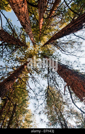 Ponderosa Pine Grove am Middle Fork des Salmon River in Frank Church - River von No Return Wilderness Idaho Stockfoto