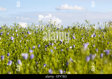 Linum Usitatissimum (gemeinsame Leinsamen) wächst in einem Feld mit Wolken im Hintergrund Stockfoto