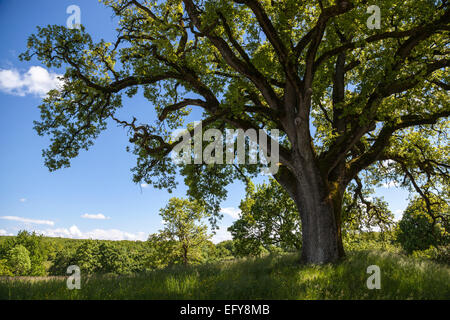 Alten Quercus Robur (Pedunculate Eiche) in einem Feld Stockfoto