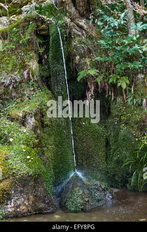 Ein kleiner Wasserfall plätschert auf einen „Karpfenstein“ (Rigyoseki) in den Gärten von Ginkaku-JI (Jisho-JI), dem Tempel des Silbernen Pavillons in Kyoto, Japan Stockfoto