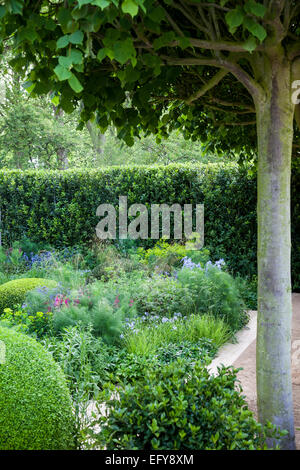 Tilia X europaea Pallida, Box Kugeln und Grenze mit Gräsern und Stauden mit Lorbeer-Hecke gesichert Stockfoto