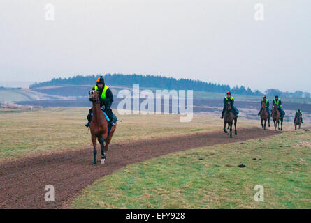 Middleham, in der Nähe der Leyburn, North Yorkshire, UK, 12. Februar 2015. UK Wetter. Ausübung Patrick Holmes Rennpferde, canter bergauf unter Training, von der lokalen Ställe in Middleham auf Coverdale Moor, Wensleydale. Die erste urkundliche Erwähnung Rennpferde in Middleham war die Einrichtung von Isaac Kap als Jockey in 1733 und er wurde schließlich der erste spezialisierte Rennpferd Trainer hier. Racing war auf dem Hochmoor bereits 1739 und Treffen regelmäßig während des 18. Jahrhunderts gehalten wurden. C Stockfoto