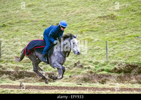 Middleham, North Yorkshire, UK, 12. Februar 2015. UK Wetter. Die Ausübung "KRB Thoroughbreds" (Mastercraftsman Colt) Zapfen Lodge Pferde aus dem lokalen Ställe in Middleham Training auf die sieben Furlong bergauf polytrack bei Coverdale Moor, Wensleydale. Die erste urkundliche Erwähnung Rennpferde in Middleham war die Einrichtung von Isaac Kap als Jockey in 1733 und er wurde schließlich der erste spezialisierte Rennpferd Trainer hier. Racing war auf dem Hochmoor bereits 1739 und Treffen regelmäßig während des 18. Jahrhunderts gehalten wurden. Stockfoto