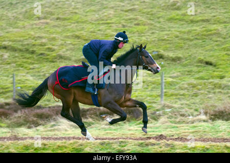 Middleham, North Yorkshire, UK, 12. Februar 2015. UK Wetter. Ausübung 'Doctor Dino'ein Colt 'KRB Thoroughbreds" Zapfen Lodge Pferde aus dem lokalen Ställe in Middleham Training auf die sieben Furlong bergauf polytrack bei Coverdale Moor, Wensleydale. Die erste urkundliche Erwähnung Rennpferde in Middleham war die Einrichtung von Isaac Kap als Jockey in 1733 und er wurde schließlich der erste spezialisierte Rennpferd Trainer hier. Racing war auf dem Hochmoor bereits 1739 und Treffen regelmäßig während des 18. Jahrhunderts gehalten wurden. Stockfoto