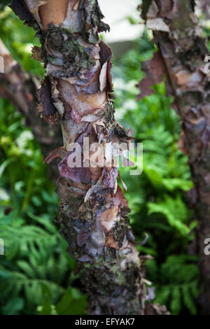 Abblätternde Rinde Betula Nigra (Fluss-Birke) Stockfoto
