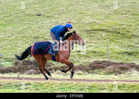 Middleham, North Yorkshire, UK, 12. Februar 2015. UK Wetter. Ausübung', 'Soul Stadt" Colt, einer der 'KRB Thoroughbreds" Zapfen Lodge Pferde aus dem lokalen Ställe in Middleham Training auf die sieben Furlong bergauf polytrack bei Coverdale Moor, Wensleydale. Die erste urkundliche Erwähnung Rennpferde in Middleham war die Einrichtung von Isaac Kap als Jockey in 1733 und er wurde schließlich der erste spezialisierte Rennpferd Trainer hier. Racing war auf dem Hochmoor bereits 1739 und Treffen regelmäßig während des 18. Jahrhunderts gehalten wurden. Stockfoto