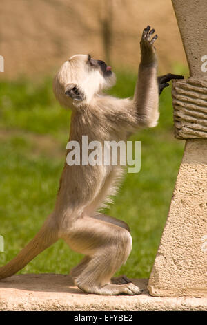 Hanuman-Languren oder grau-Languren (Semnopithecus Entellus, Presbytis Entellus) Stockfoto