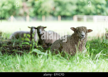 Sheep laying in the shade of trees in a meadow. Stockfoto