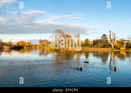 Drei Stockenten am Fluss Avon, in der Nähe von Stratford-Upon-Avon. England Stockfoto