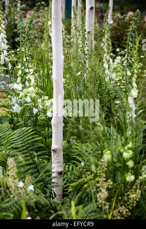 Betula Utilis var. Jacquemontii unter weißen Fingerhut, Gräser und Farne wachsen