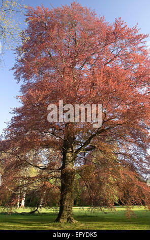 Blutbuche (Fagus Sylvatica Purpurea), Düsseldorf, Nordrhein-Westfalen, Deutschland Stockfoto