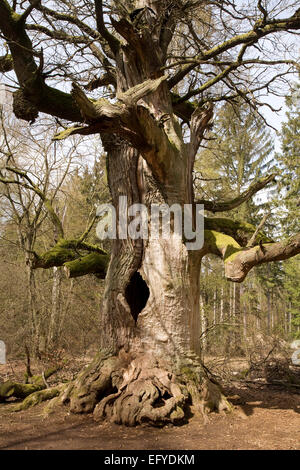 Alte Eiche im Urwaldrelikt Sababurg Primärwald, Hessen, Deutschland Stockfoto