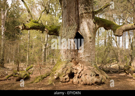 Alte Eiche im Urwaldrelikt Sababurg Primärwald, Hessen, Deutschland Stockfoto