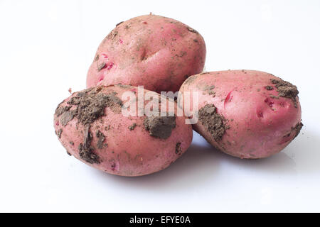 rote Kartoffeln mit Schlamm isoliert auf weißem Hintergrund Stockfoto