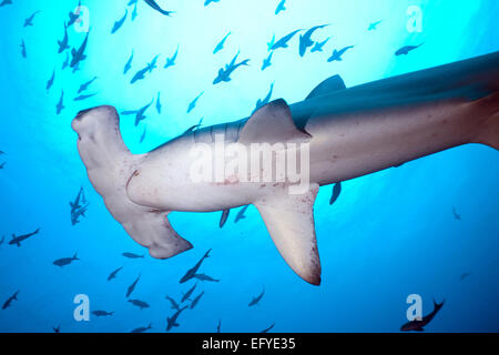 Bogenstirn Hammerhai (Sphyrna lewini), Cocos Island, Costa Rica Stockfoto