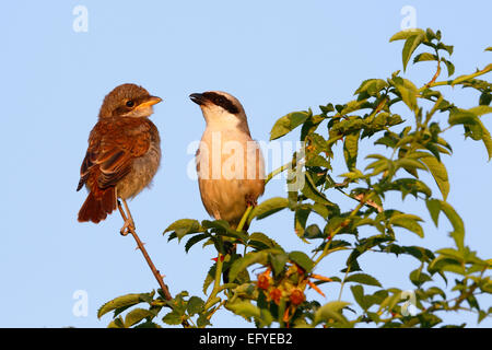 Neuntöter (Lanius collurio), Männer mit jungen Vogel auf Barsch, Biosphärenreservat Mittlere Elbe, Sachsen-Anhalt, Deutschland Stockfoto