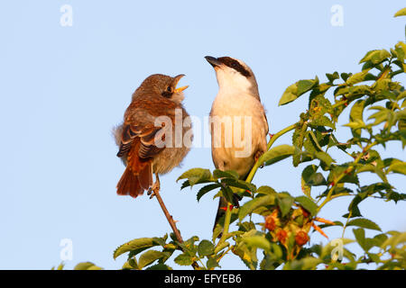 Neuntöter (Lanius collurio), Männer mit jungen Vogel auf Barsch, Biosphärenreservat Mittlere Elbe, Sachsen-Anhalt, Deutschland Stockfoto