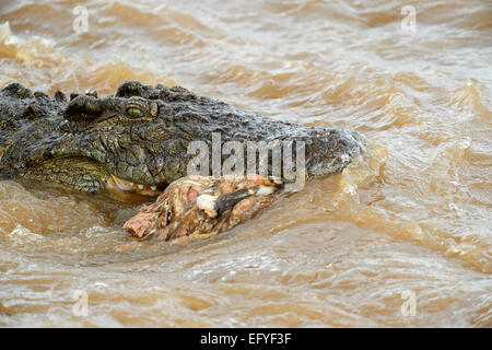 Nil-Krokodil (Crocodylus Niloticus) in den Mara River mit Resten einer Karkasse im Maul, Masai Mara National Reserve Stockfoto