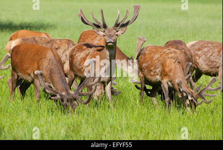 Rothirsch (Cervus eRMaphus) in VeRMvet und wechselnden Mantel, Beweidung, Gefangenschaft, Bayern, Deutschland Stockfoto