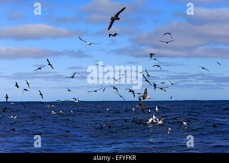 Black-browed Albatrosse (Thalassarche Melanophrys) und weißes Kinn Sturmvögel (Procellaria Aequinoctialis), Erwachsene, fliegen Stockfoto