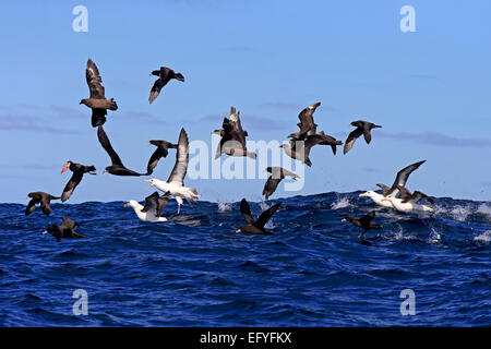 Black-browed Albatrosse (Thalassarche Melanophrys) und weißen Kinn-Sturmvögel (Procellaria Aequinoctialis) auf Nahrungssuche, Erwachsenenbildung, fliegen Stockfoto