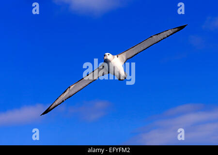 Schüchterner Albatros (Thalassarche Cauta), Erwachsene, fliegen, Kap der guten Hoffnung, Südafrika Stockfoto