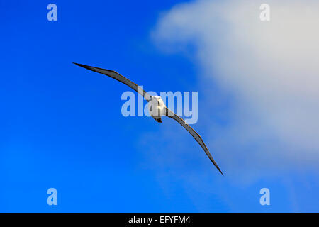 Schüchterner Albatros (Thalassarche Cauta), Erwachsene, fliegen, Kap der guten Hoffnung, Südafrika Stockfoto