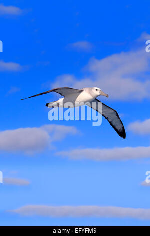 Schüchterner Albatros (Thalassarche Cauta), Erwachsene, fliegen, Kap der guten Hoffnung, Südafrika Stockfoto