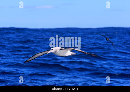 Schüchterner Albatros (Thalassarche Cauta), Erwachsene, fliegen, Kap der guten Hoffnung, Südafrika Stockfoto