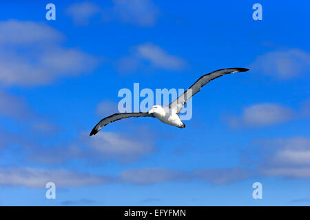 Schüchterner Albatros (Thalassarche Cauta), Erwachsene, fliegen, Kap der guten Hoffnung, Südafrika Stockfoto